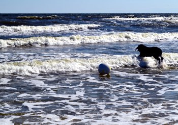 Hund in der Ostsee