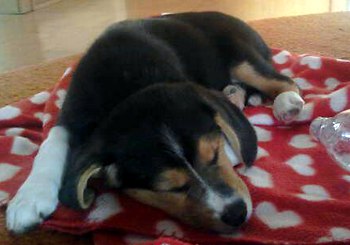 nicht nur zuhause fühlt man sich wohl